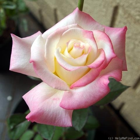 'Gemini (hybrid tea, Zary 1999)' rose photo