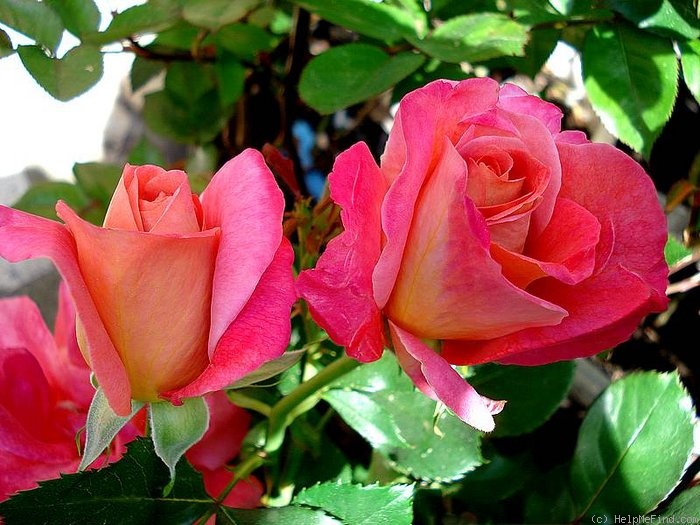 'Belle Epoque Sunflor ® (floribunda, Christensen, 2011)' rose photo