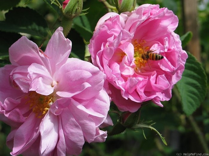 'Autumn Damask' rose photo