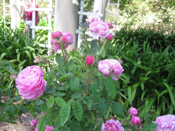 'Sydonie (damask Perpetual, Vibert, 1847)' rose photo