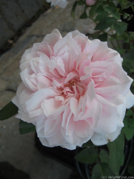 'Mystic Beauty' rose photo