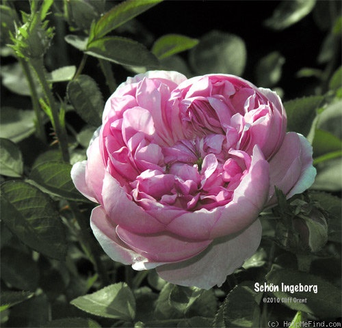 'Schön Ingeborg' rose, click to enlarge 'Schön Ingeborg' rose photo