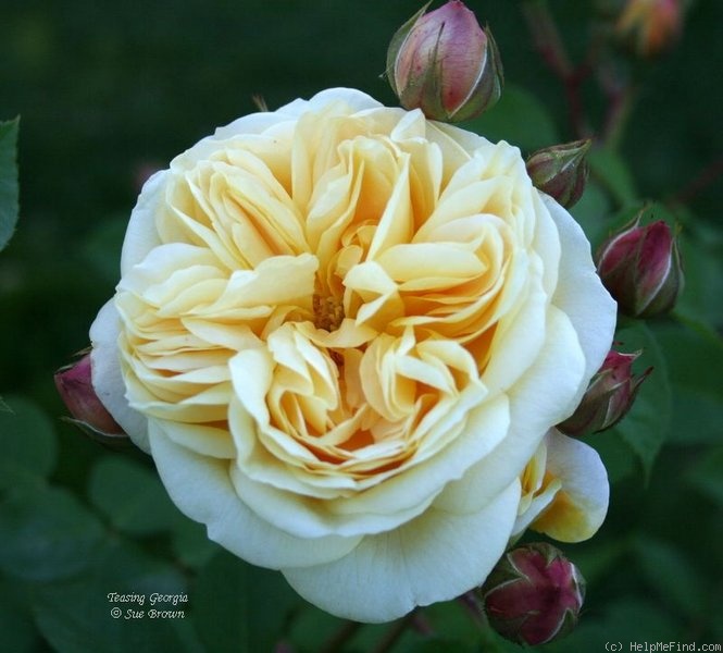 'Teasing Georgia' rose photo