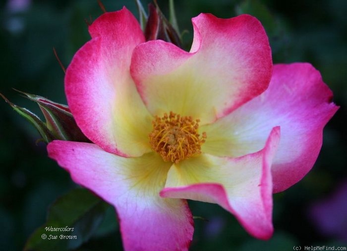 'Watercolors ™ (shrub, Carruth 2006)' rose photo