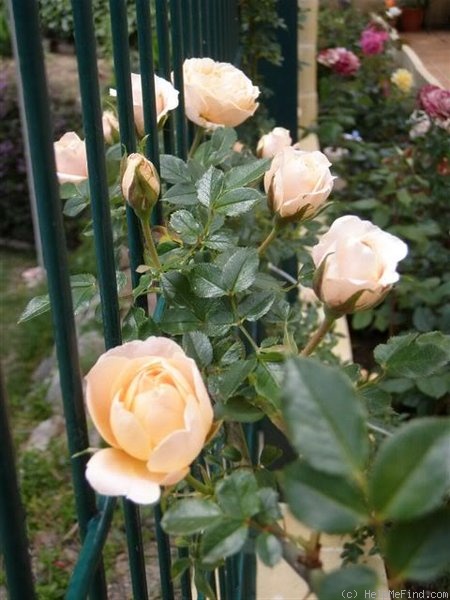 'Grisbi, Cl.' rose photo