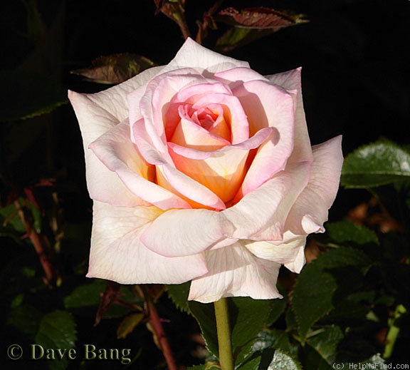 'Twinkle little star' rose photo
