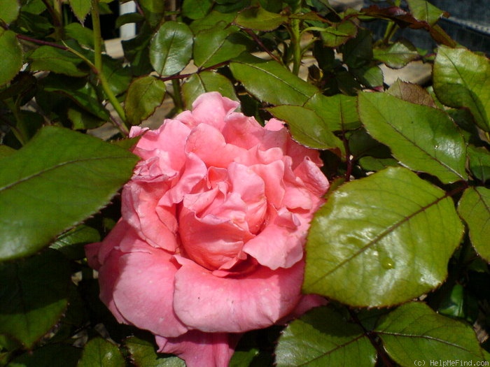 'Fascination ™ (floribunda, Olesen, 1989/95)' rose photo