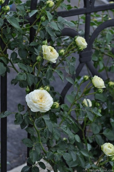 'Clarence House' rose photo