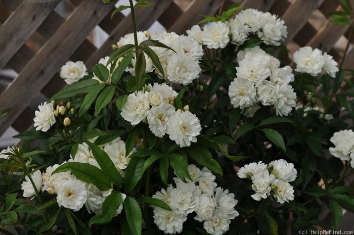 'Purezza' rose photo