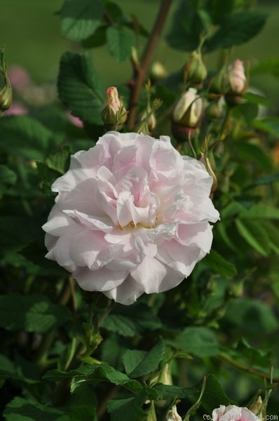 'Martin Frobisher' rose photo