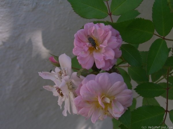 'Brise Parfum ®' rose photo