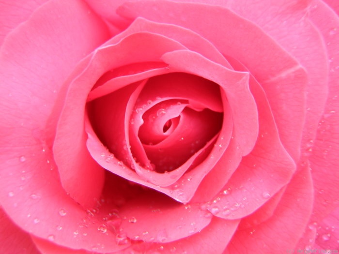 'The McCartney Rose ™' rose photo