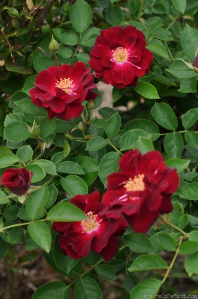 'Dr. Huey' rose photo