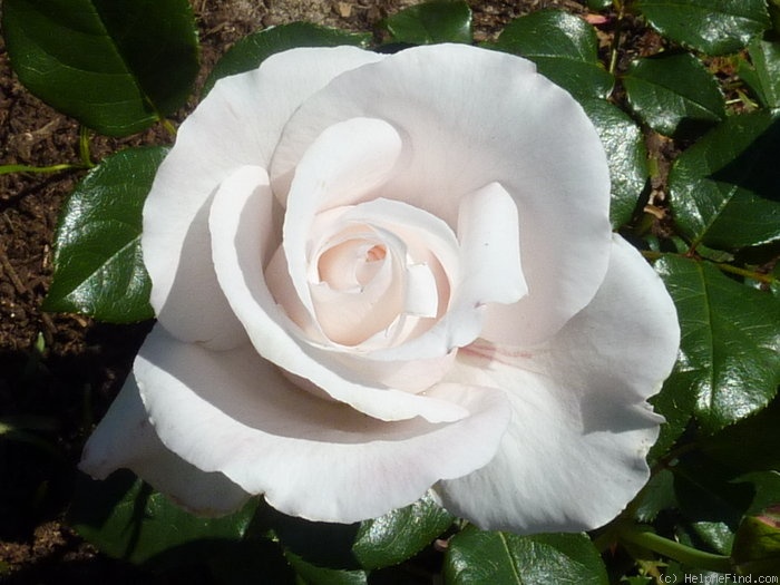 'Royal Copenhagen ®' rose photo