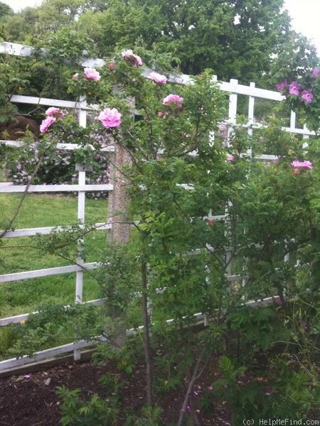 'Jens Munk' rose photo
