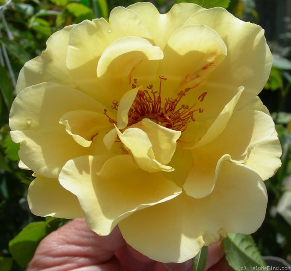 'Rugelda x R15' rose photo