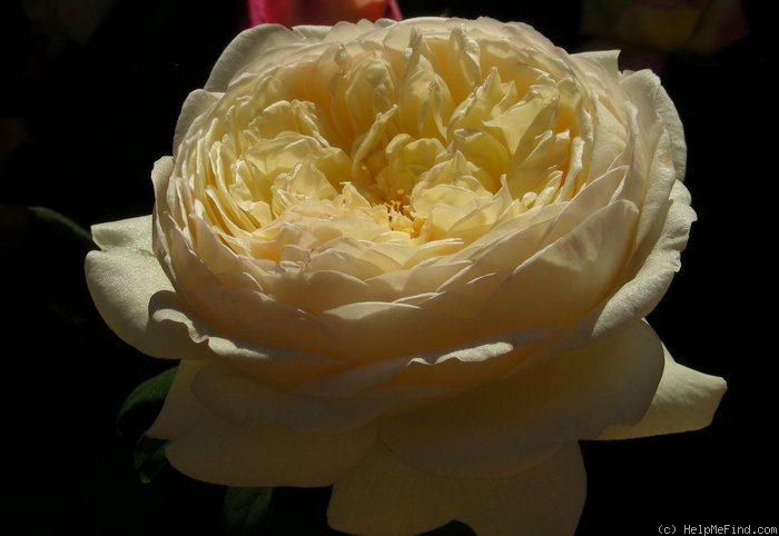 'Claire Austin' rose photo