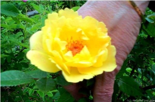 'Yellow Alzbeta Kuska' rose photo