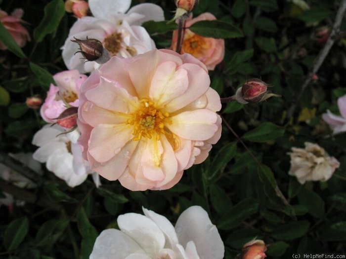 'Aebleblomst' rose photo