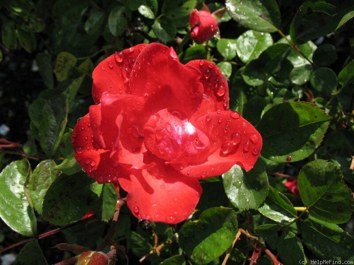 'Verbesserte Tantau's Triumph' rose photo