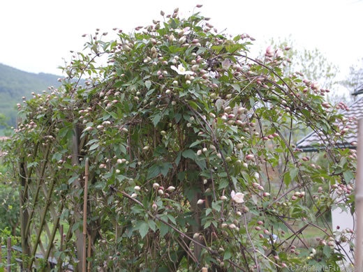 'C. montana rubens' clematis photo