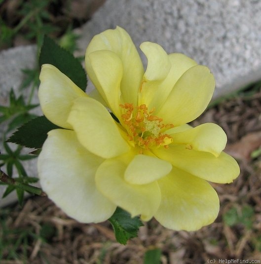 'Baby Eclipse ™' rose photo