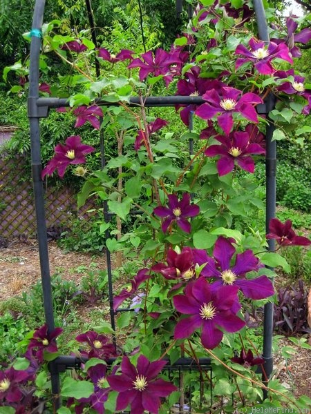 'Warsaw Nike' clematis photo