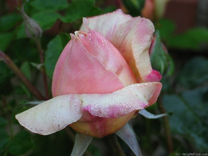 'Rev. F. Page Roberts' rose photo