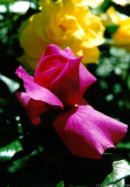 'Yakiman ®' rose photo