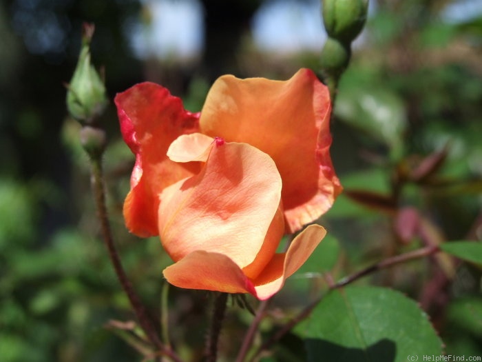 '<i>Rosa mutabilis</i> Correvon synonym' rose photo