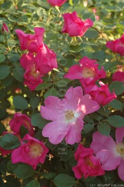 'Schoener's Nutkana' rose photo