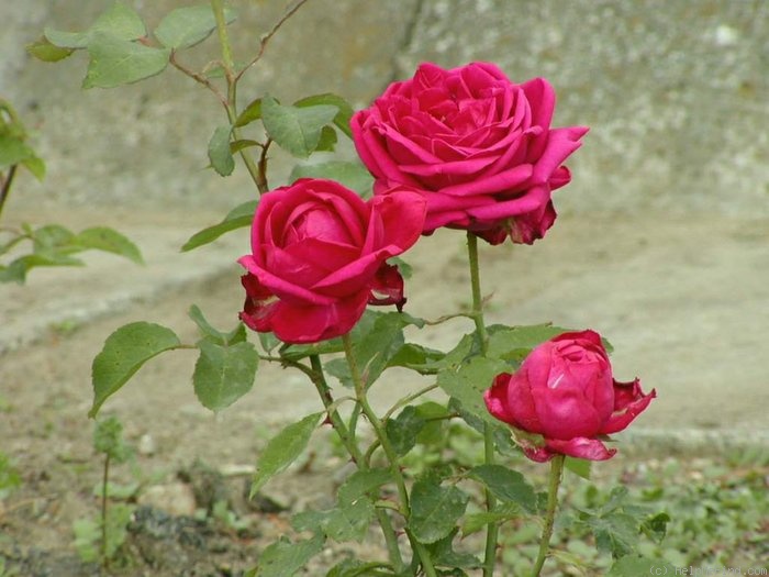 'Böhm's Triumph' rose photo