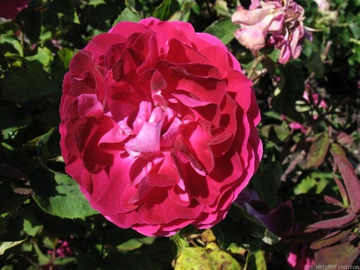 'Monsieur Boncenne' rose photo