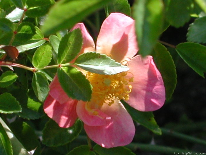 '0-47-19' rose photo