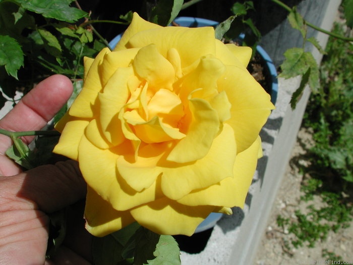 'El Dorado' rose photo