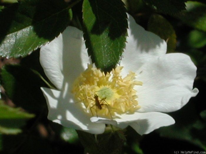 'R. fedtschenkoana' rose photo