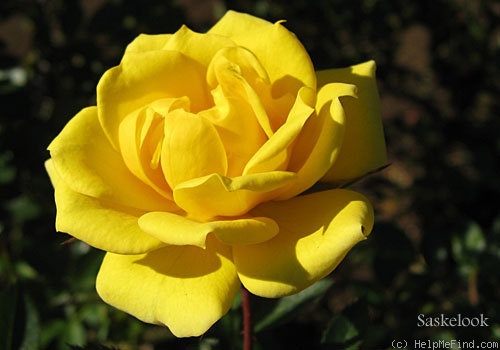 'Sonnenkind ®' rose photo