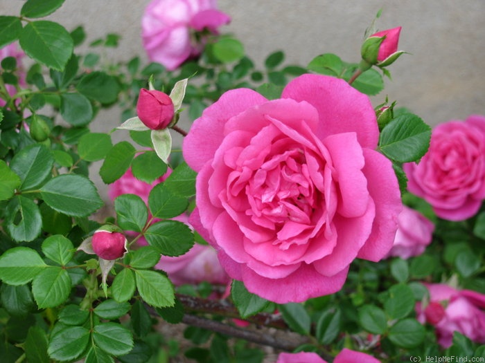 'American Beauty, Cl.' rose photo