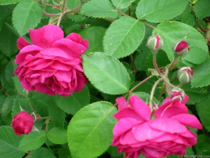 'Geschwinds Schönste' rose photo