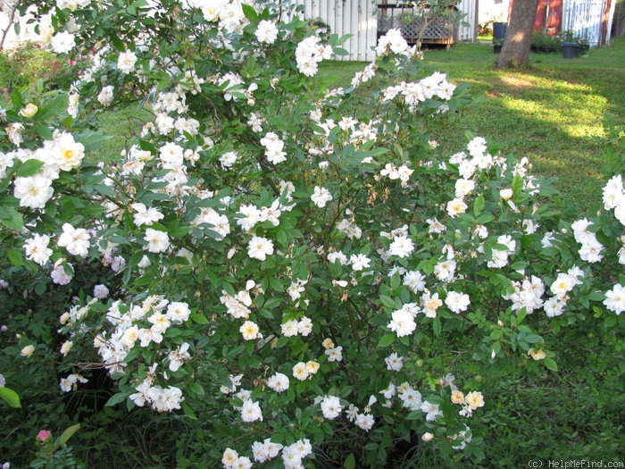 'Snow Goose' rose photo