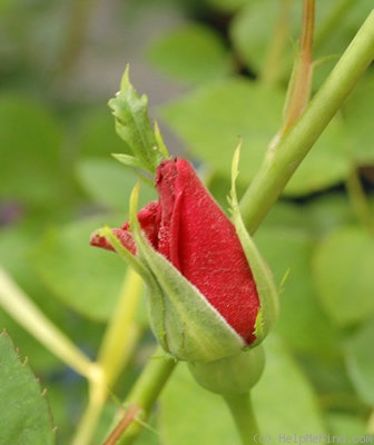 'Red Coat' rose photo