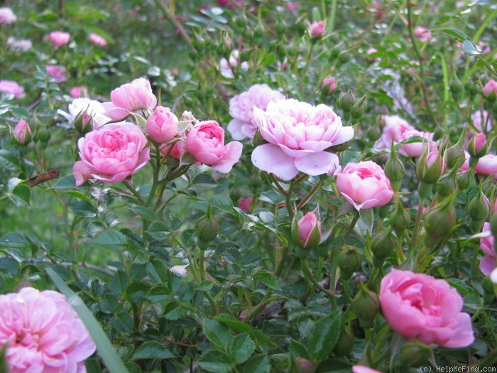 'Pink Bells ®' rose photo