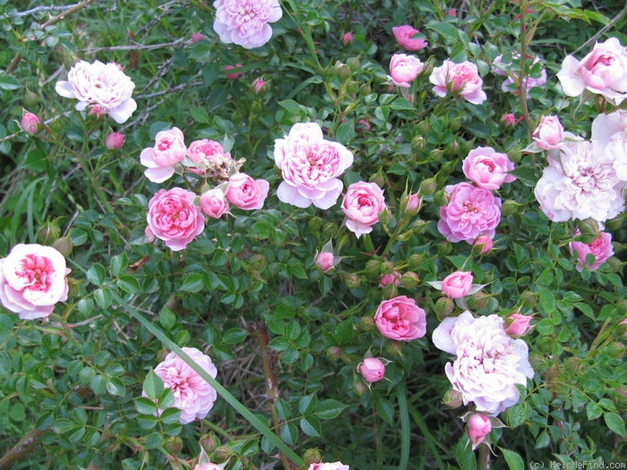 'Pink Bells ®' rose photo