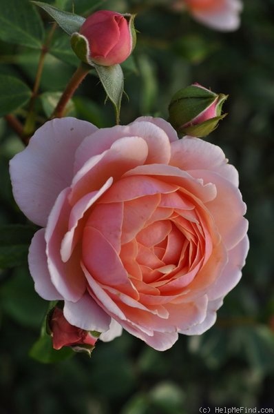 'Elizabeth Stuart ®' rose photo