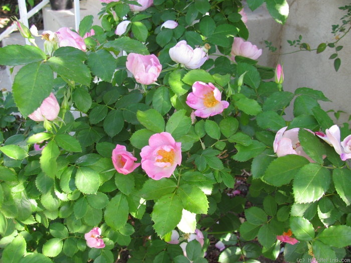 'Roemer's Hip Happy' rose photo