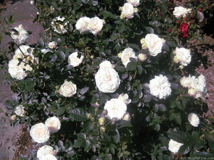 'Gettysburg' rose photo