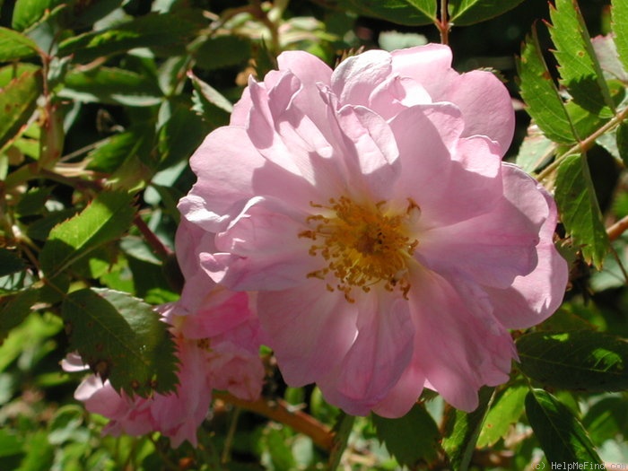 'OADEFED' rose photo