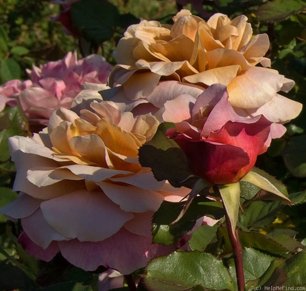 'Distant Drums (Shrub, Buck 1984)' rose photo