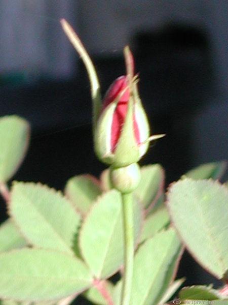 'DLFED 4' rose photo