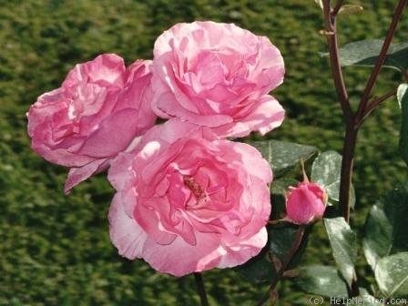 'The Queen Elizabeth Rose, Cl.' rose photo